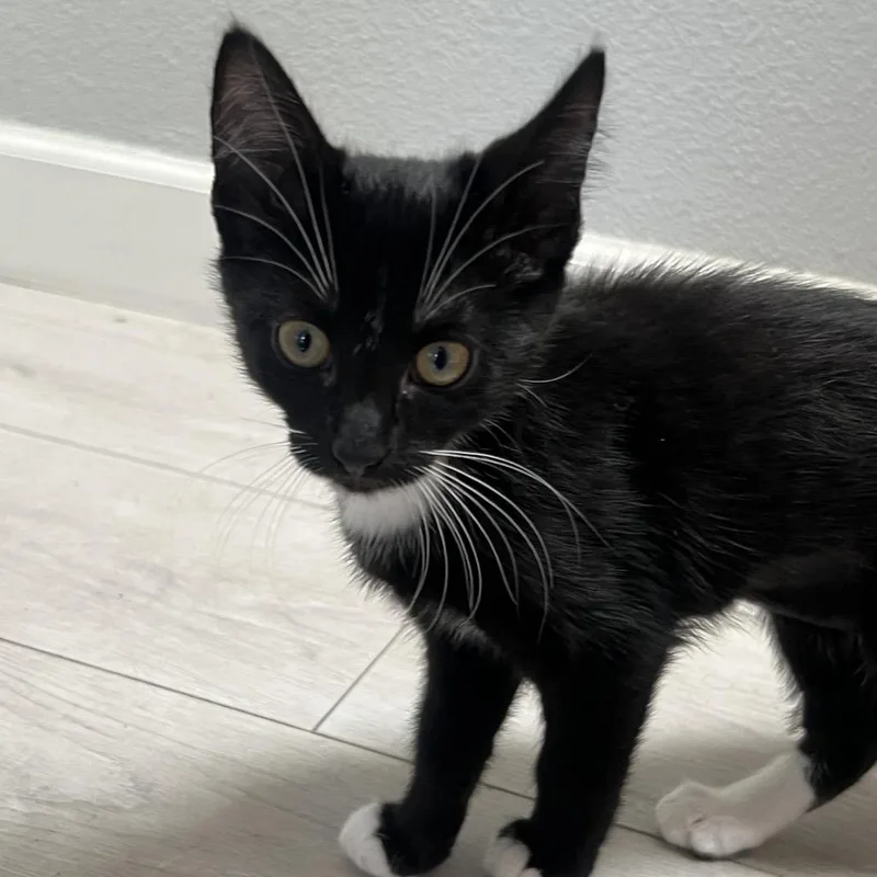 A baby small-sized female Black Domestic Short Hair cat named Phoebe Chino Hills for adoption in Chino Hills, CA