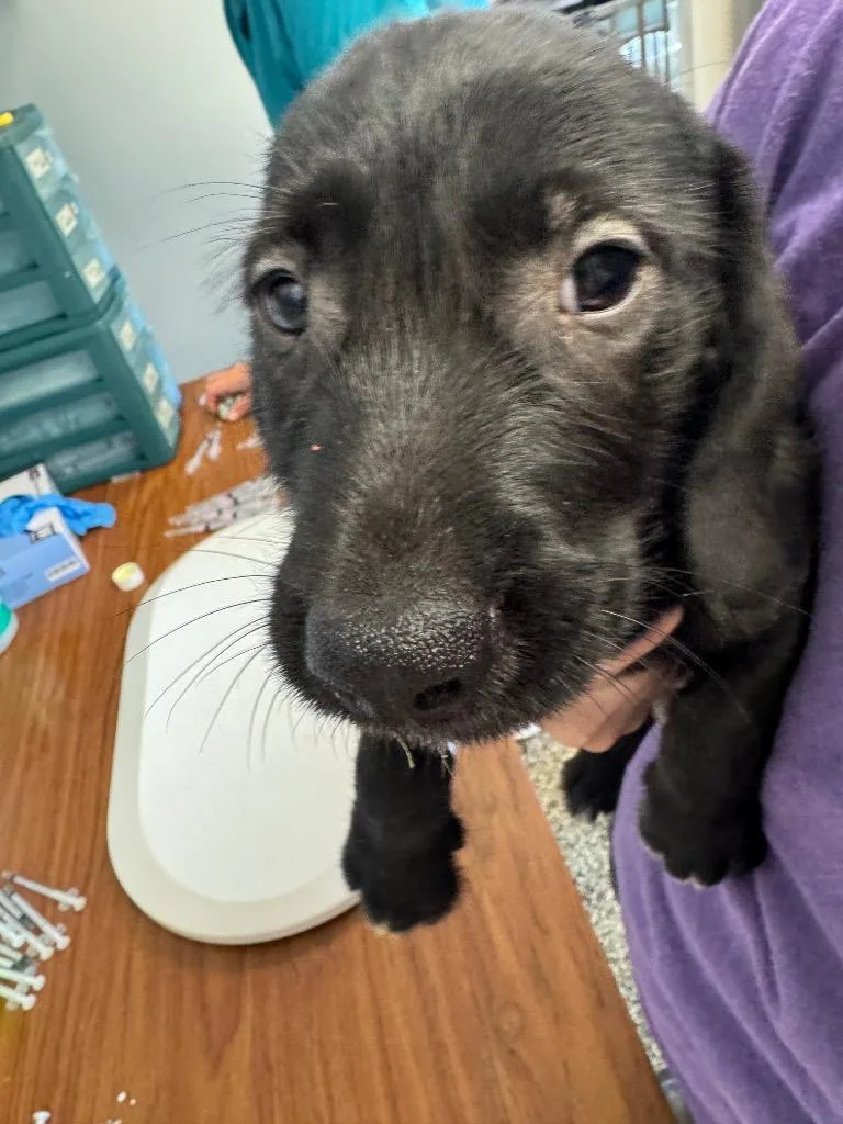 A baby small-sized male Mixed Breed dog named Thor for adoption in Columbia, TN