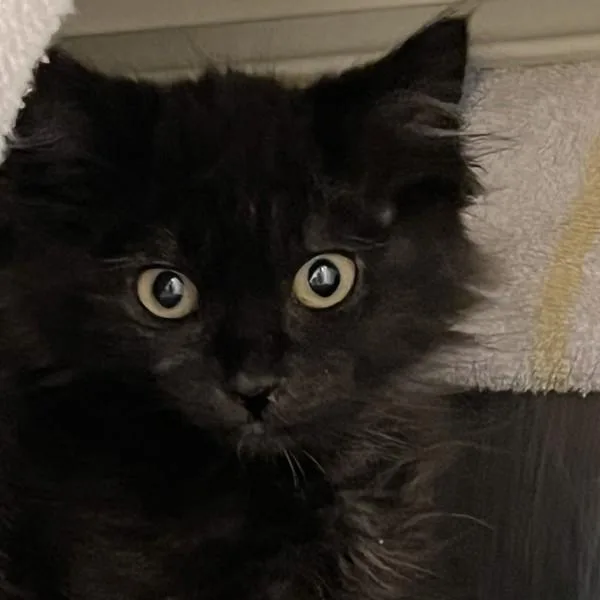 A baby small-sized female Domestic Medium Hair cat named Void for adoption in Oakland, CA