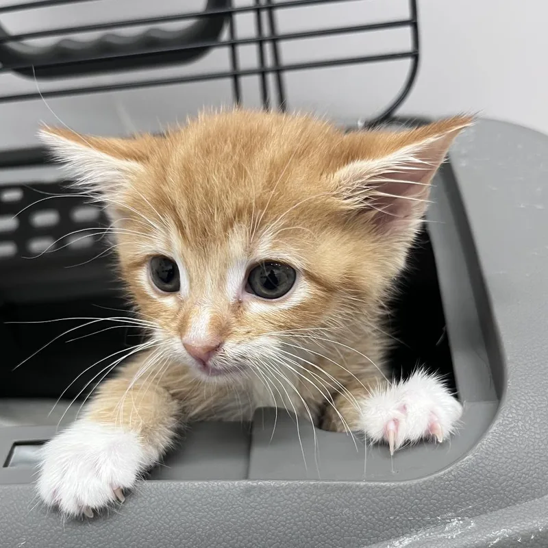 A baby small-sized female Orange / Red Domestic Short Hair cat named Monterey Jacqueline for adoption in Birmingham, AL