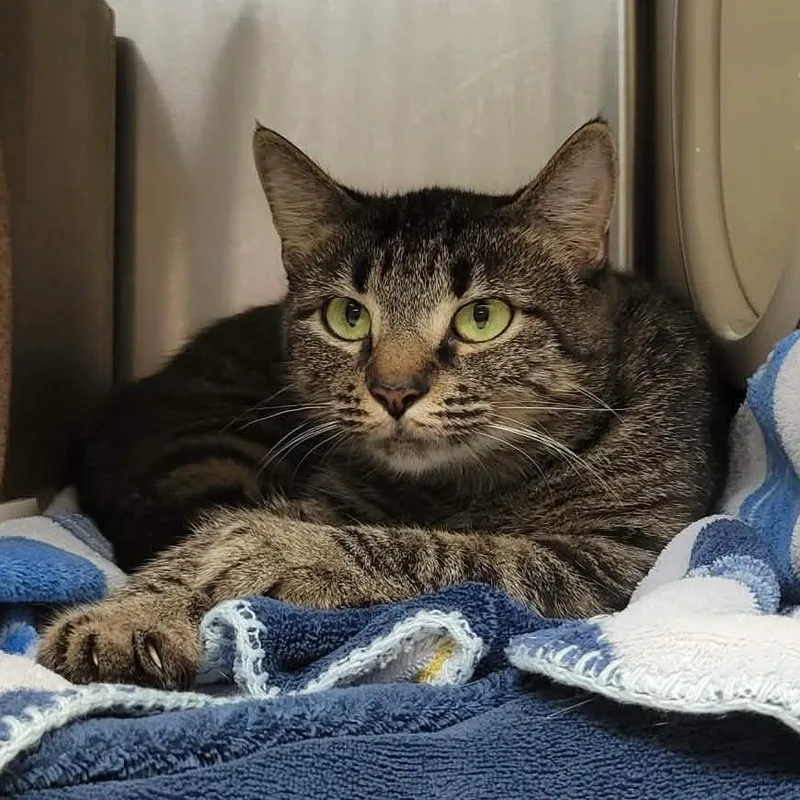 An adult medium-sized female Brown / Chocolate Domestic Short Hair cat named Scorcher for adoption in Columbia, MO