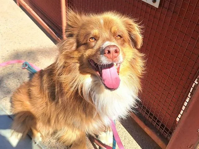 An adult large-sized male Australian Shepherd dog named Kite for adoption in Phoenix, AZ