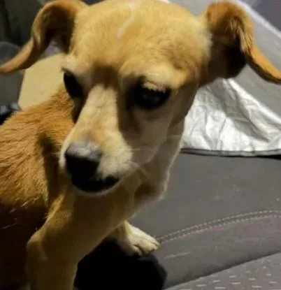 An adult small-sized female Chihuahua dog named A for adoption in Tracy, CA