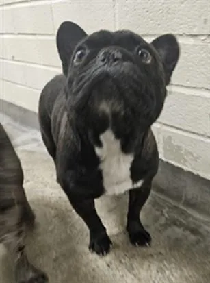 A young large-sized male Mixed Breed dog named Dazs for adoption in Los Angeles, CA