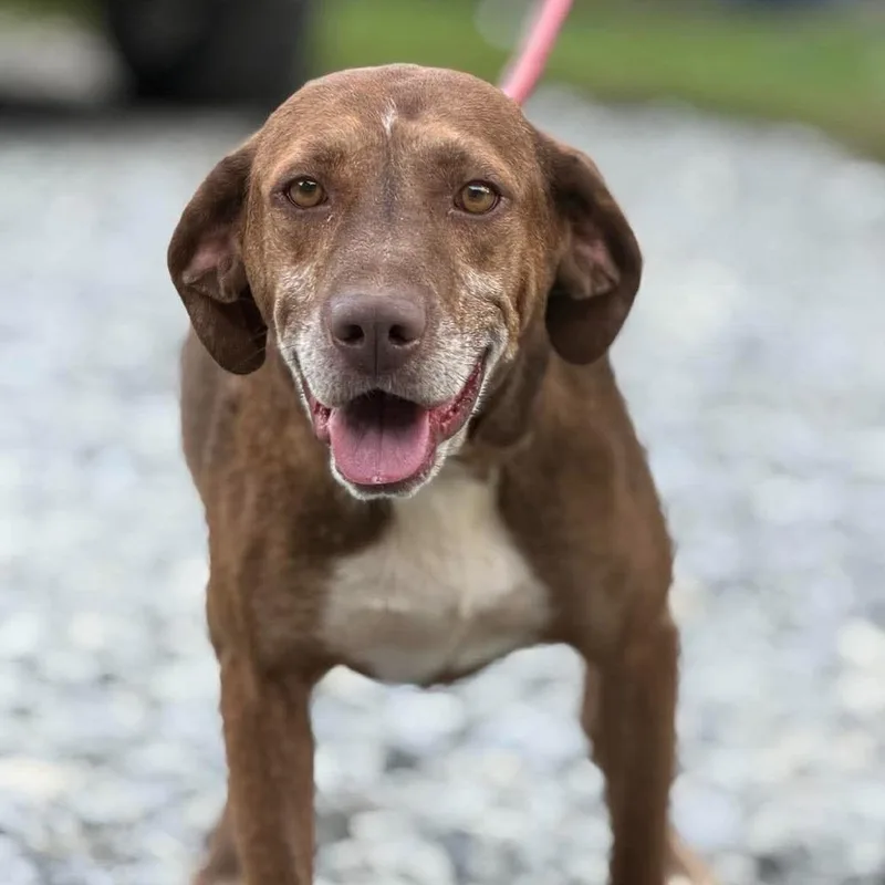 An adult medium-sized male Red / Chestnut / Orange Mixed Breed dog named Shane for adoption in Frederick, MD