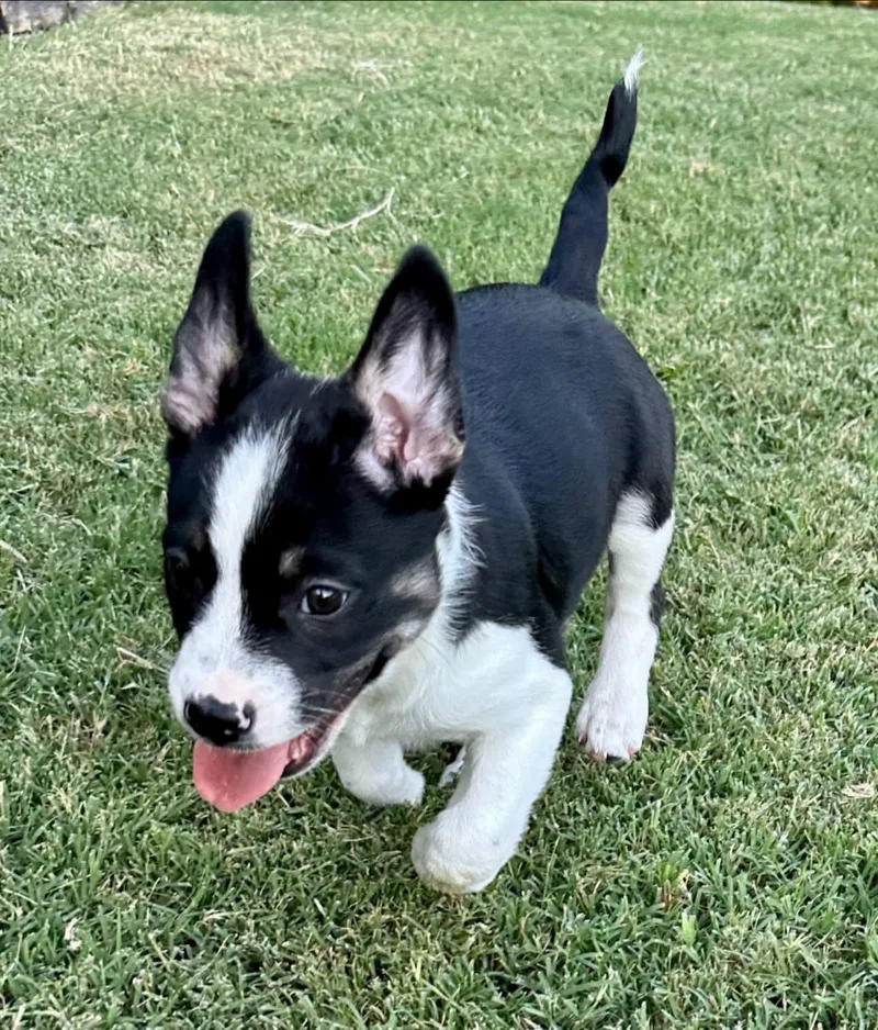 Posie
