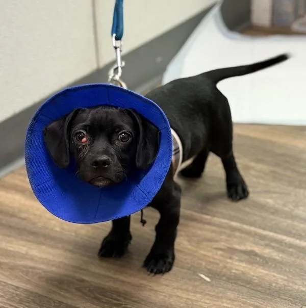 A baby small-sized male Chihuahua dog named Charlie for adoption in San Diego, CA