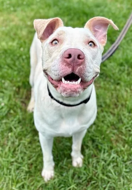 An adult large-sized female American Staffordshire Terrier dog named Katie for adoption in York, SC