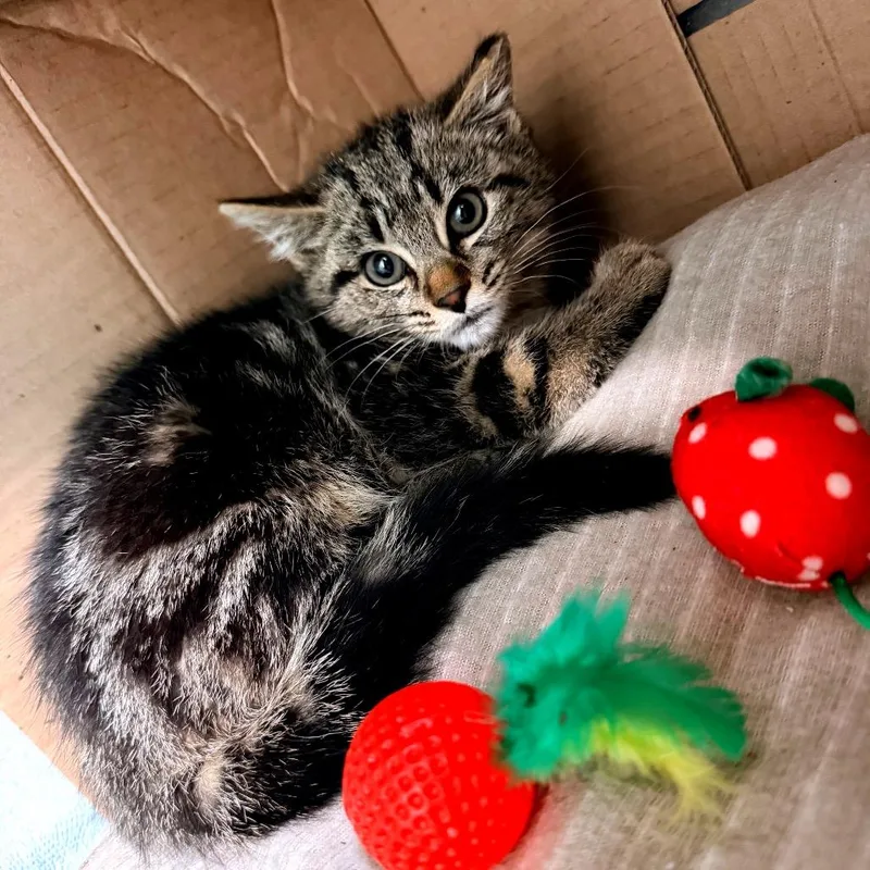 A baby small-sized female Brown / Chocolate Domestic Short Hair cat named Half Pint for adoption in Newark, NJ