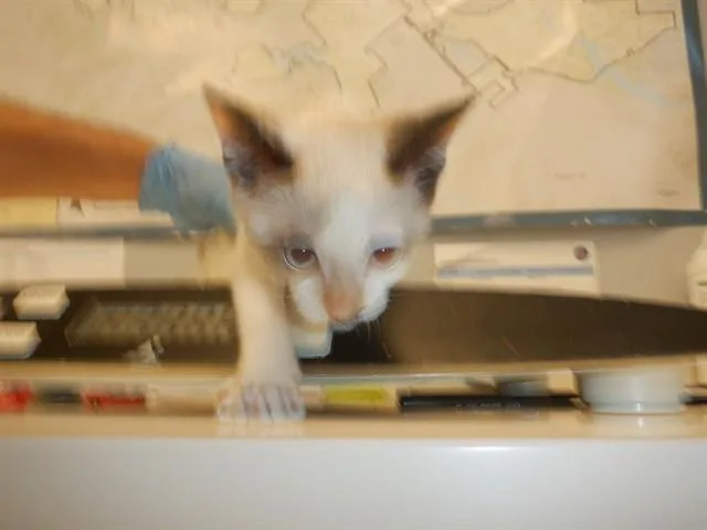 A baby small-sized female Domestic Short Hair cat named Loreth for adoption in San Jose, CA