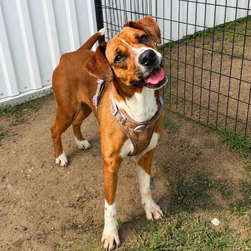 An adult medium-sized female Red / Chestnut / Orange Boxer dog named Noel for adoption in Anderson, TX