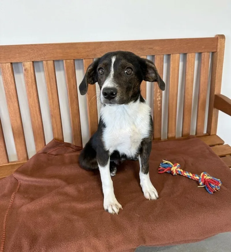 A baby medium-sized male Labrador Retriever dog named Lucky for adoption in North Prairie, WI