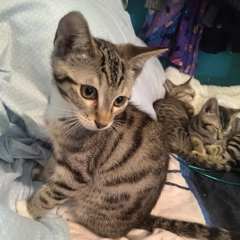 Paul Mccartney thumbnail 4