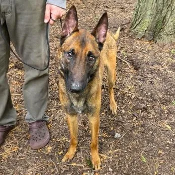 An adult medium-sized male Tricolor (Brown, Black, & White) Belgian Shepherd / Malinois dog named Rocky for adoption in Naperville, IL
