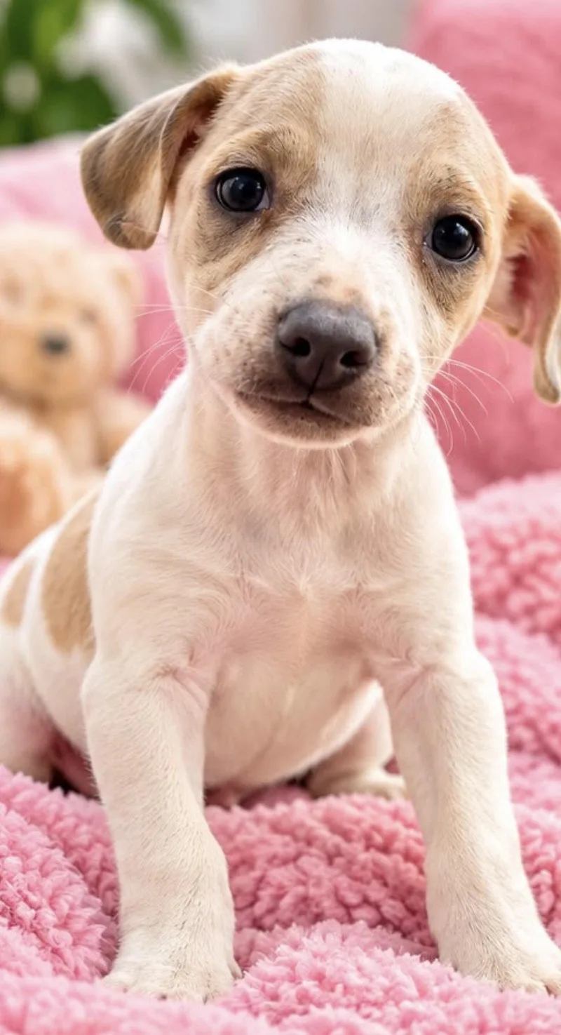 A baby medium-sized male Labrador Retriever dog named Fabian for adoption in Margate, FL