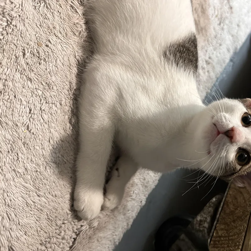A young medium-sized male Tabby (Gray / Blue / Silver) Domestic Short Hair cat named Chick Brother of for adoption in East Northport, NY