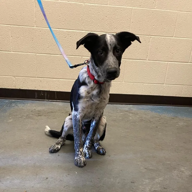 A baby medium-sized male Black Mixed Breed dog named Neptune for adoption in Memphis, TN