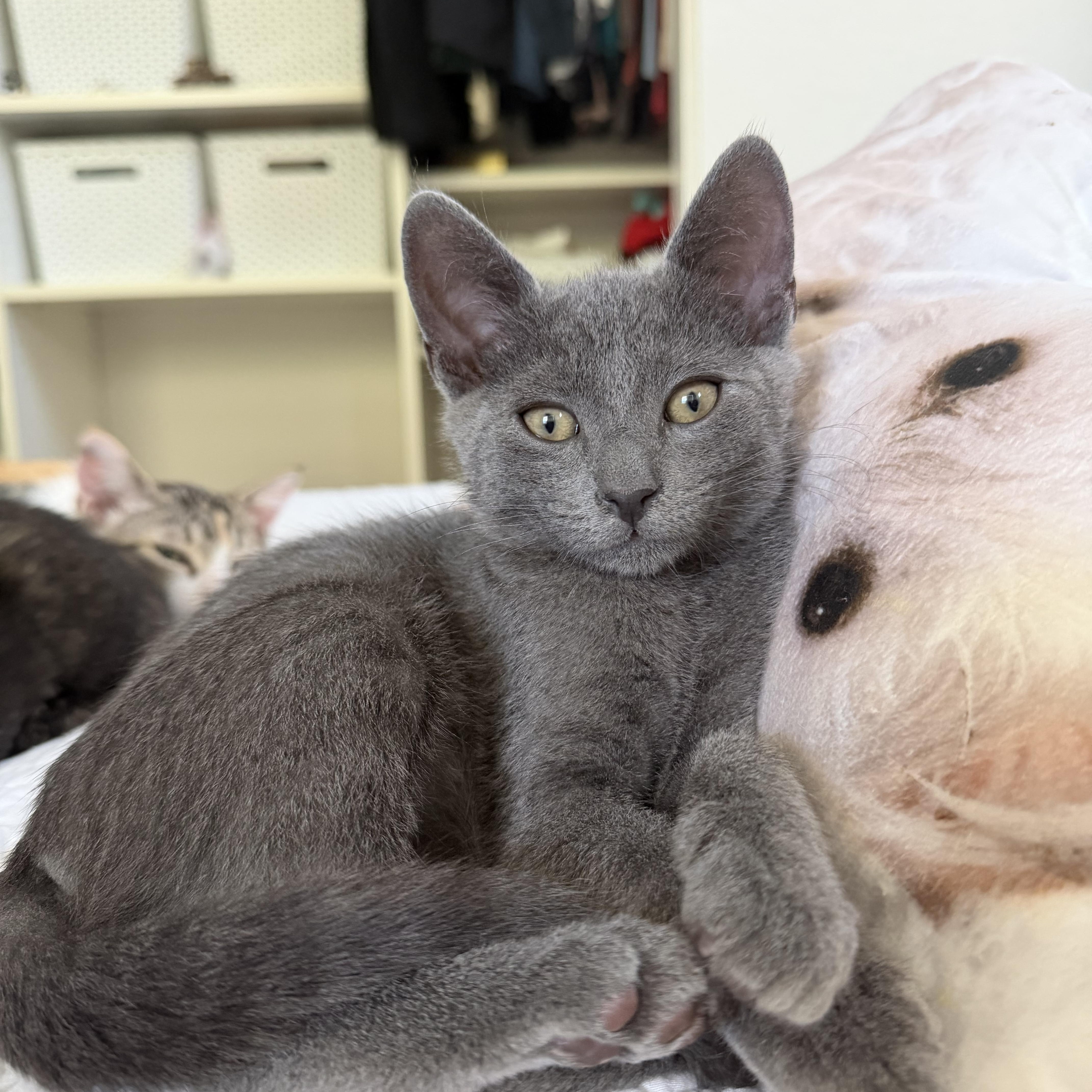 A baby medium-sized male Gray / Blue / Silver Domestic Short Hair cat named Elmer for adoption in Oakley, CA