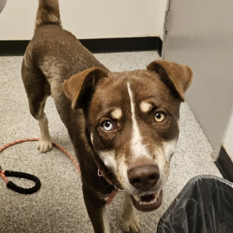 An adult medium-sized male Brown / Chocolate Husky dog named Zeke for adoption in Taos, NM