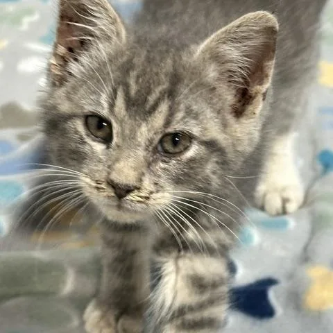 A baby medium-sized male Gray & White Domestic Short Hair cat named Dusty for adoption in Lakeville, MN