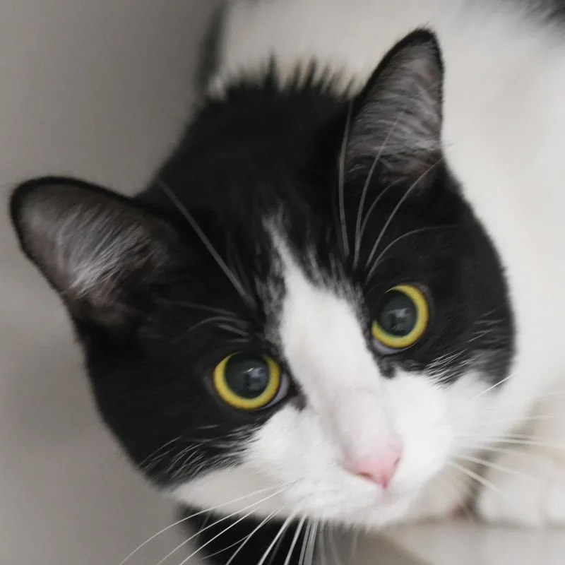 An adult large-sized female Black Domestic Short Hair cat named Izzy for adoption in Redwood City, CA