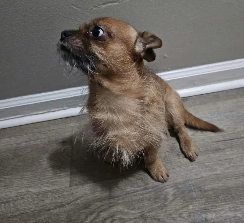 A young small-sized male Chihuahua dog named Flynn for adoption in Westwood, NJ