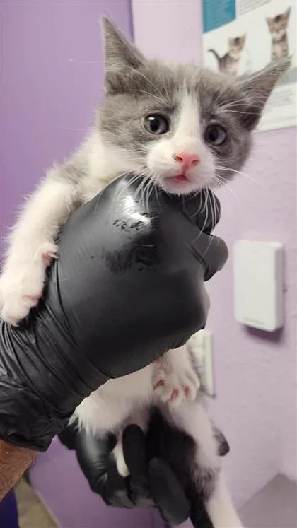 A baby small-sized female Gray / Blue / Silver Domestic Short Hair cat named Octopuss for adoption in El Paso, TX
