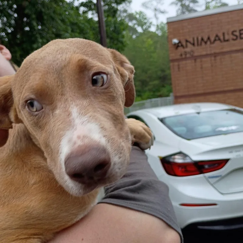 A young medium-sized male Brown / Chocolate Mixed Breed dog named Pickles for adoption in Columbus, GA