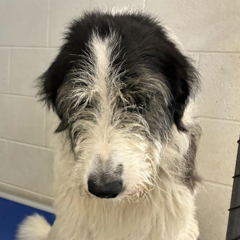 An adult medium-sized female Black Sheep Dog dog named 72330 for adoption in Harrisonburg, VA