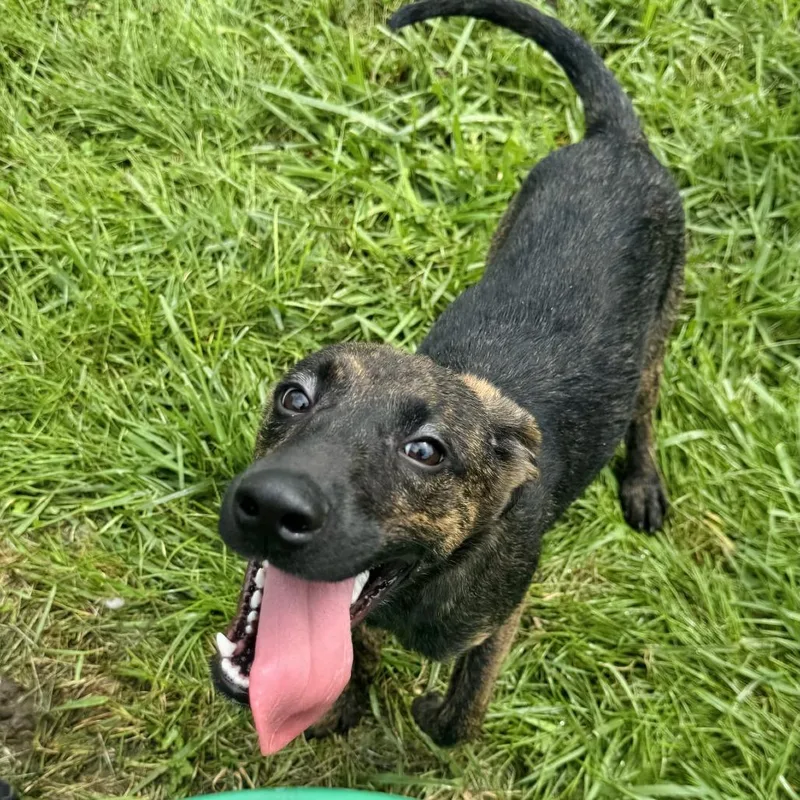 A young small-sized male Brindle Labrador Retriever dog named Jordan for adoption in Rock Falls, IL