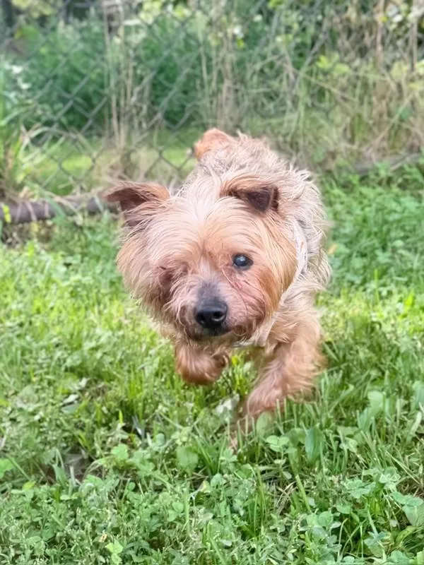 Porkchop