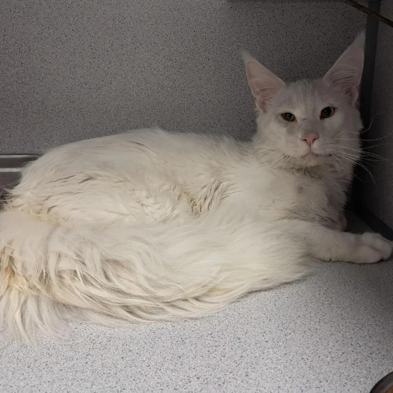 An adult large-sized male White Maine Coon cat named Falcor for adoption in Birmingham, AL