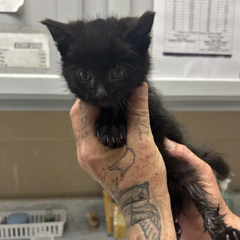 A baby small-sized male Black Domestic Medium Hair cat named Midnight for adoption in Lewisburg, WV