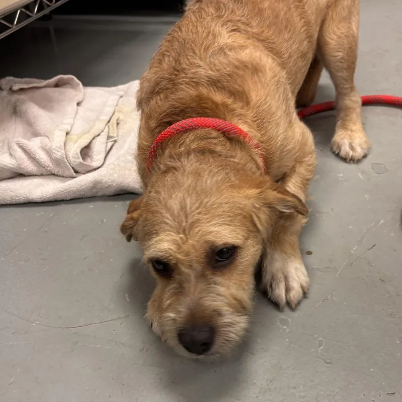 A young small-sized female Yellow / Tan / Blond / Fawn Mixed Breed dog named Khloe for adoption in Skokie, IL