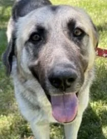 A young extra large-sized female Sable Anatolian Shepherd dog named Emerald for adoption in Pasco, WA