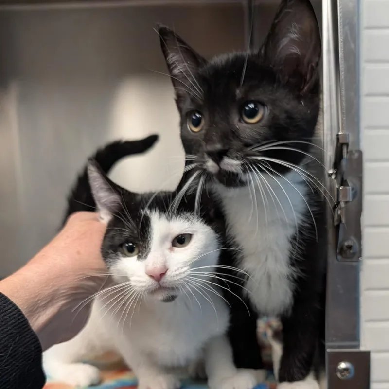 A baby small-sized male Black Domestic Short Hair cat named Dobby for adoption in Potomac, MD