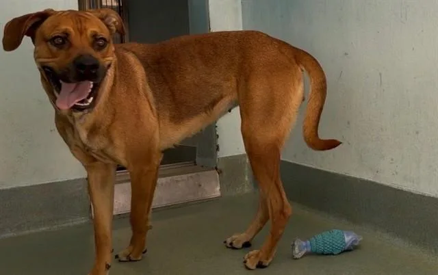 An adult medium-sized female Boxer dog named A for adoption in Baldwin Park, CA