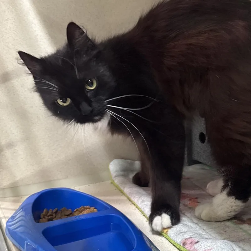 An adult medium-sized female Black Domestic Medium Hair cat named Geneva for adoption in Summerville, SC