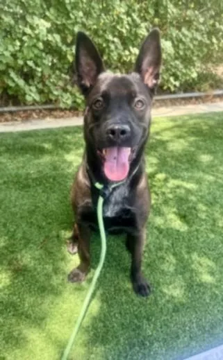 A young medium-sized male Labrador Retriever dog named Roy for adoption in Chatsworth, CA