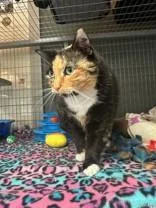 A senior large-sized female Calico Domestic Short Hair cat named Pikachu for adoption in Manitowoc, WI