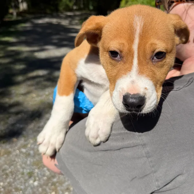 An adult small-sized male Yellow / Tan / Blond / Fawn Labrador Retriever dog named Harley for adoption in Hagerstown, MD