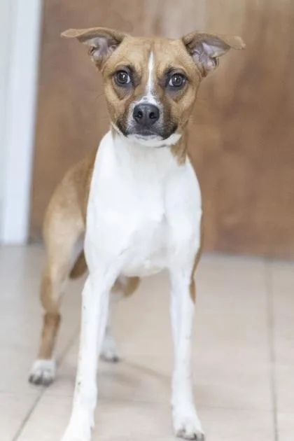 An adult small-sized female Terrier dog named Evie for adoption in Bedford, IN