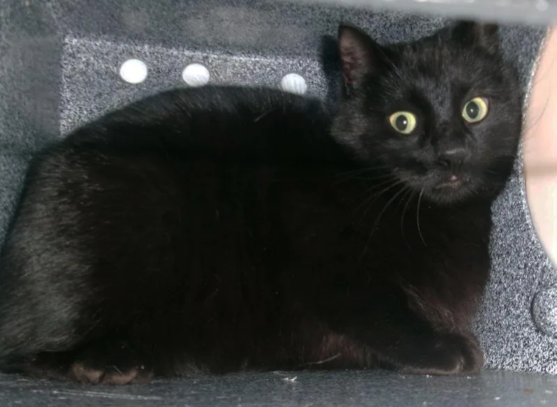 An adult medium-sized female Black Domestic Short Hair cat named Eastwick for adoption in Plover, WI