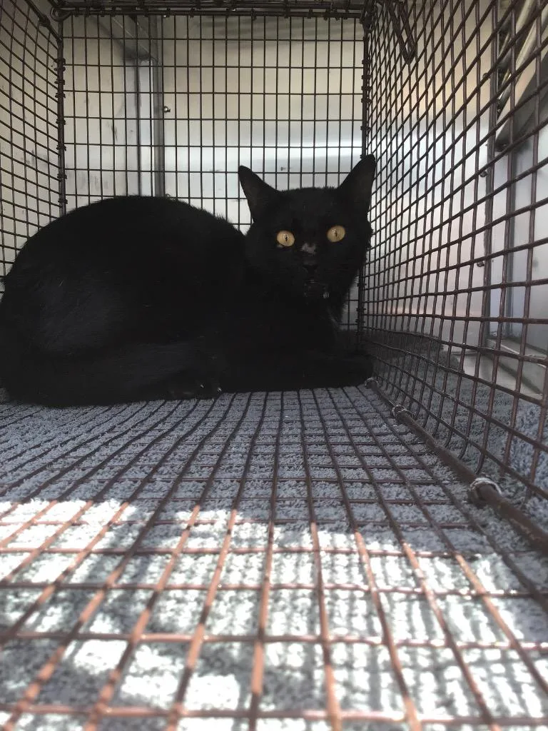 A young medium-sized male Domestic Short Hair cat named Noah for adoption in New Braunfels, TX