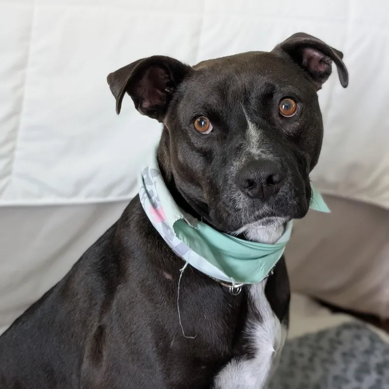 An adult medium-sized male Black Labrador Retriever dog named Watson for adoption in San Diego, CA