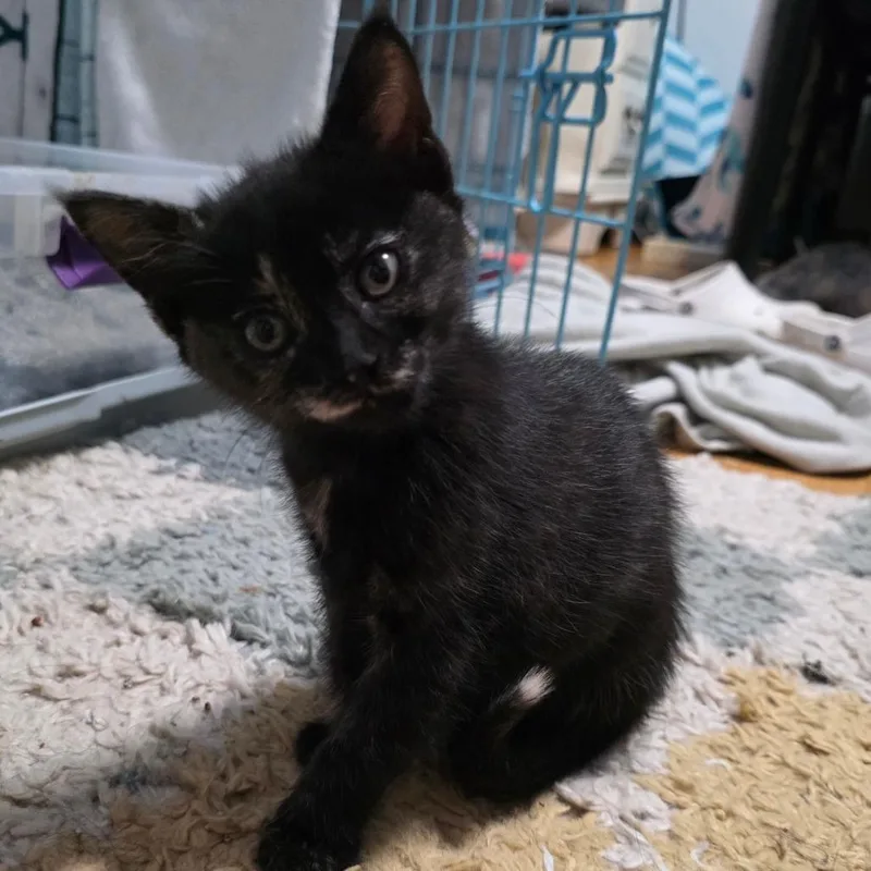 A baby small-sized female Black Domestic Short Hair cat named Dakota C for adoption in Princeton, MN