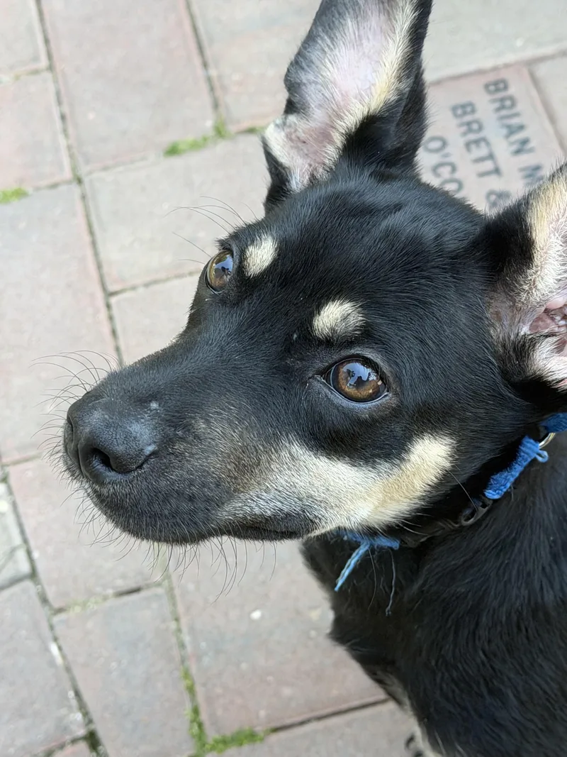 A baby medium-sized male Tricolor (Brown, Black, & White) Mixed Breed dog named George for adoption in Libertyville, IL