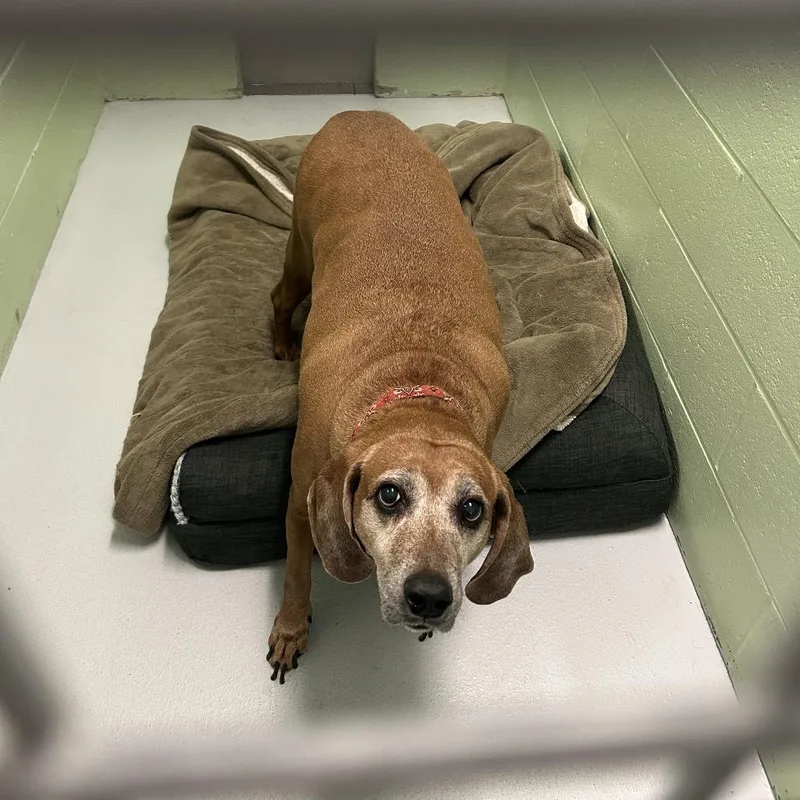 A senior large-sized female Red / Chestnut / Orange Redbone Coonhound dog named Mahogany for adoption in Conway, NH