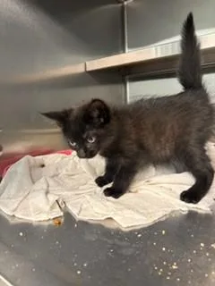 An adult small-sized female Domestic Short Hair cat named Jade for adoption in Lees Summit, MO