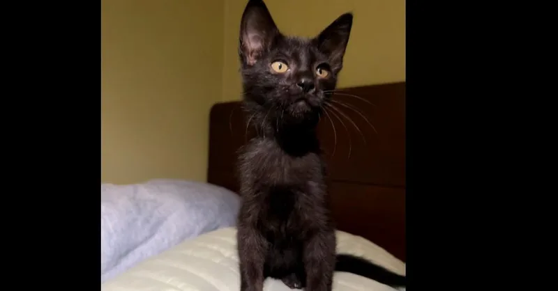 A baby small-sized male Domestic Short Hair cat named Chimuelo for adoption in Dallas, TX